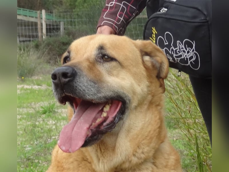 Lord, Mix Labrador / Rafeiro Alentejano, lieb und verträglich