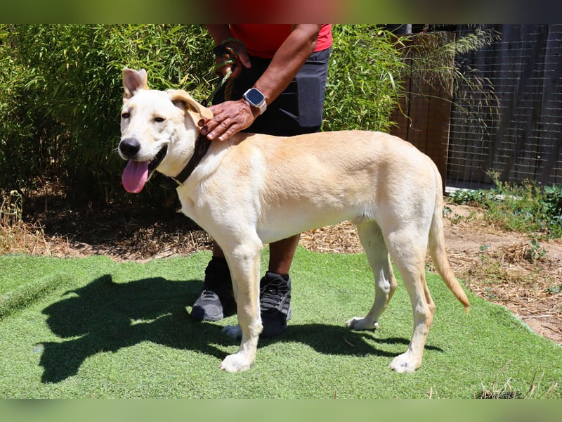 Dusty, Labrador-Mix, lieb und sozial