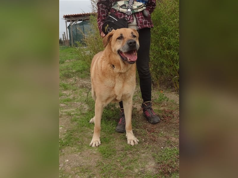 Lord, Mix Labrador / Rafeiro Alentejano, lieb und verträglich