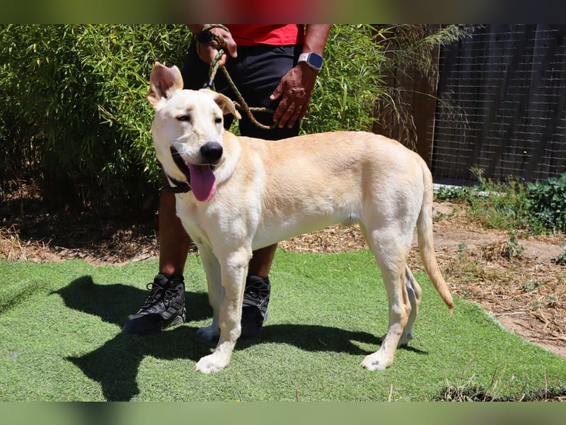 Dusty, Labrador-Mix, lieb und sozial