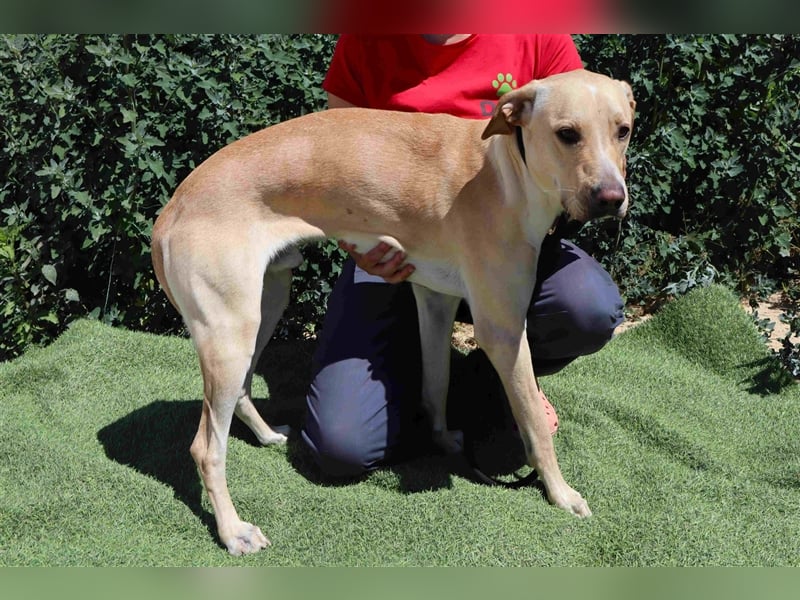 Erik, Labrador-Mix , lieb und verträglich