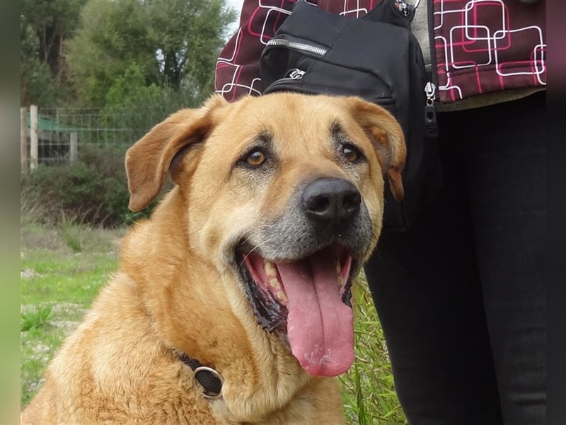 Lord, Mix Labrador / Rafeiro Alentejano, lieb und verträglich