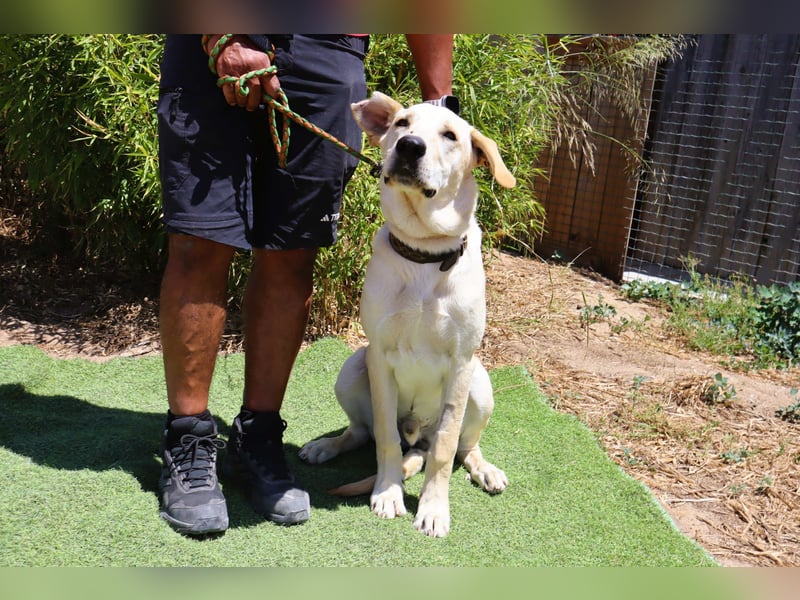 Dusty, Labrador-Mix, lieb und sozial