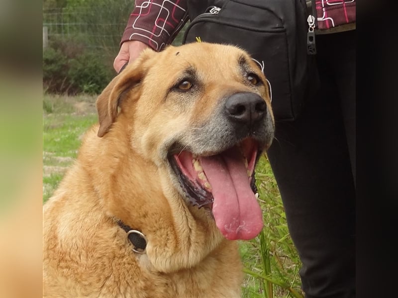 Lord, Mix Labrador / Rafeiro Alentejano, lieb und verträglich