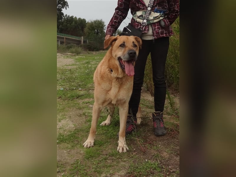 Lord, Mix Labrador / Rafeiro Alentejano, lieb und verträglich