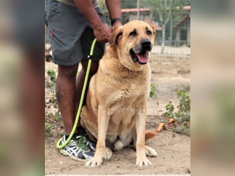 Lord, Mix Labrador / Rafeiro Alentejano, lieb und verträglich