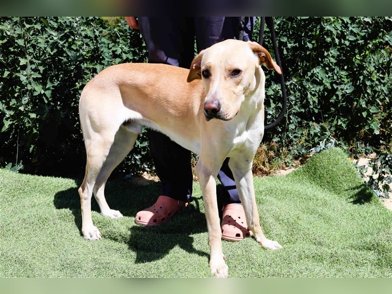 Erik, Labrador-Mix , lieb und verträglich