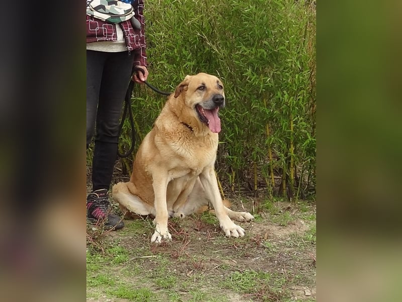 Lord, Mix Labrador / Rafeiro Alentejano, lieb und verträglich