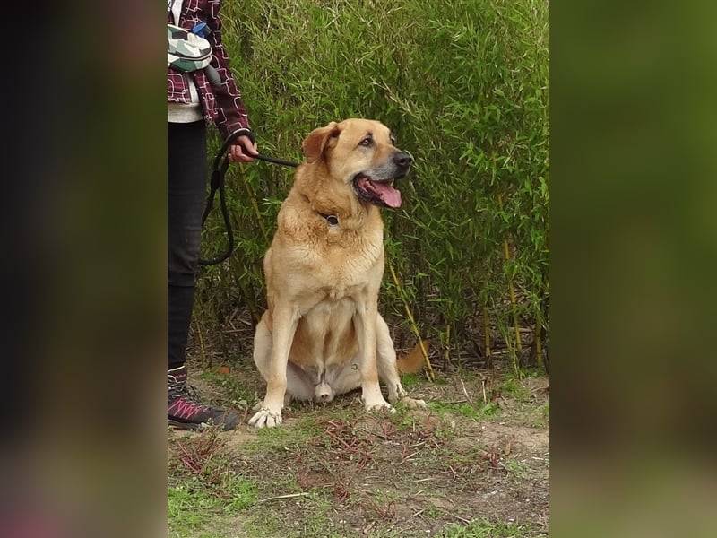 Lord, Mix Labrador / Rafeiro Alentejano, lieb und verträglich