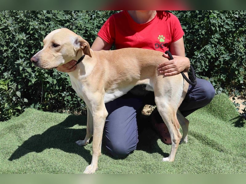 Erik, Labrador-Mix , lieb und verträglich