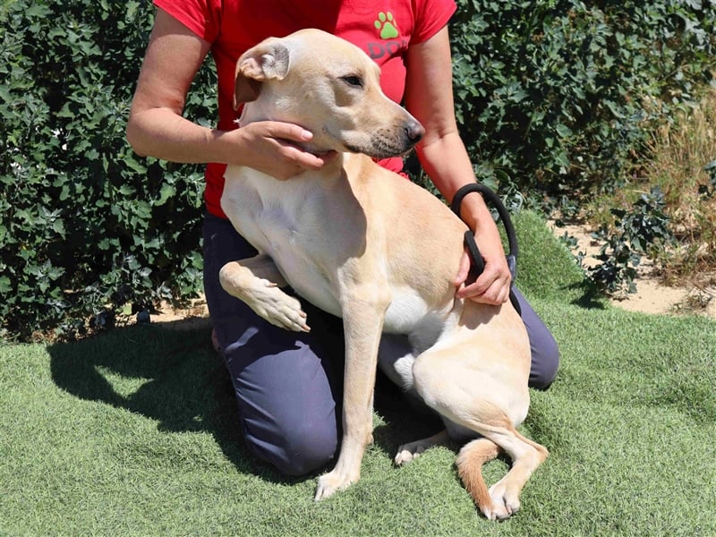 Erik, Labrador-Mix , lieb und verträglich