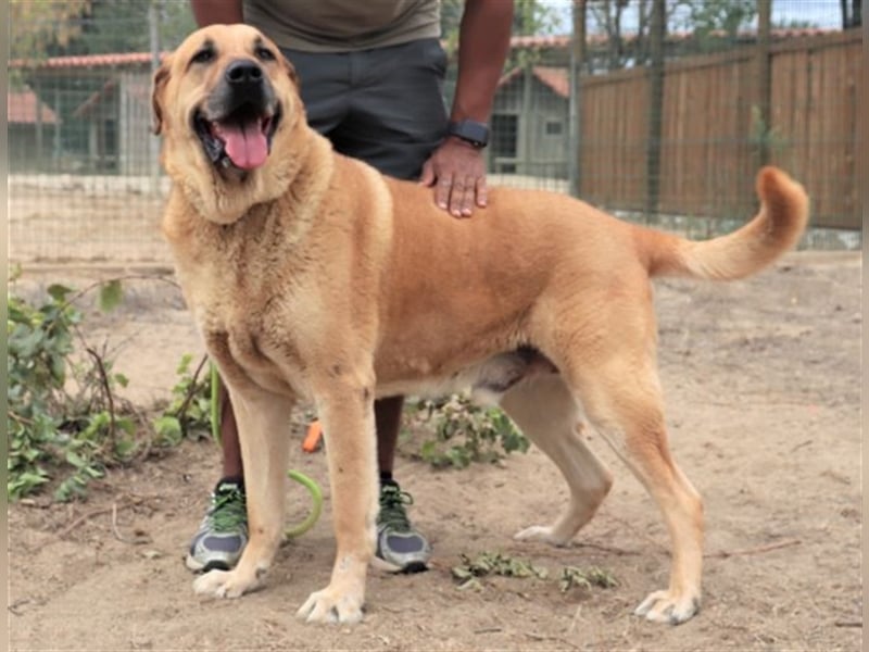 Lord, Mix Labrador / Rafeiro Alentejano, lieb und verträglich