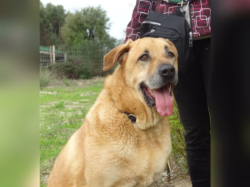 Lord, Mix Labrador / Rafeiro Alentejano, lieb und verträglich