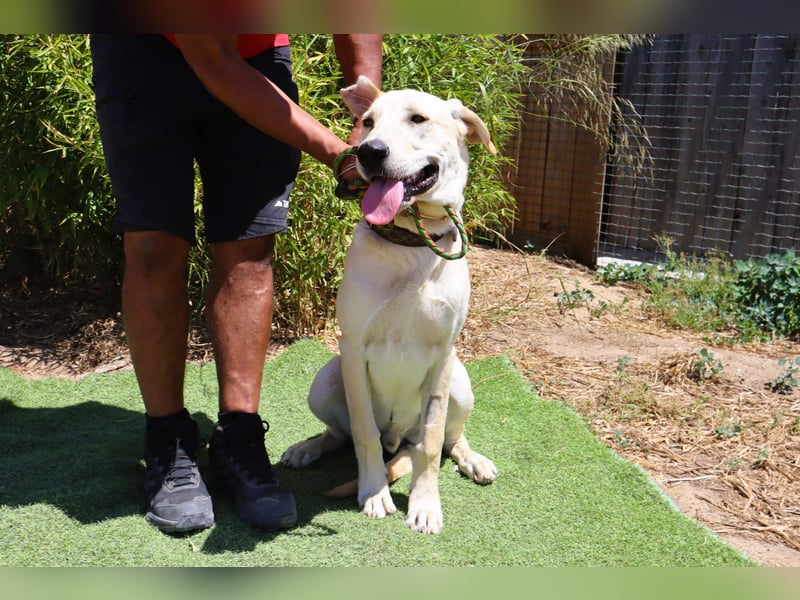 Dusty, Labrador-Mix, lieb und sozial