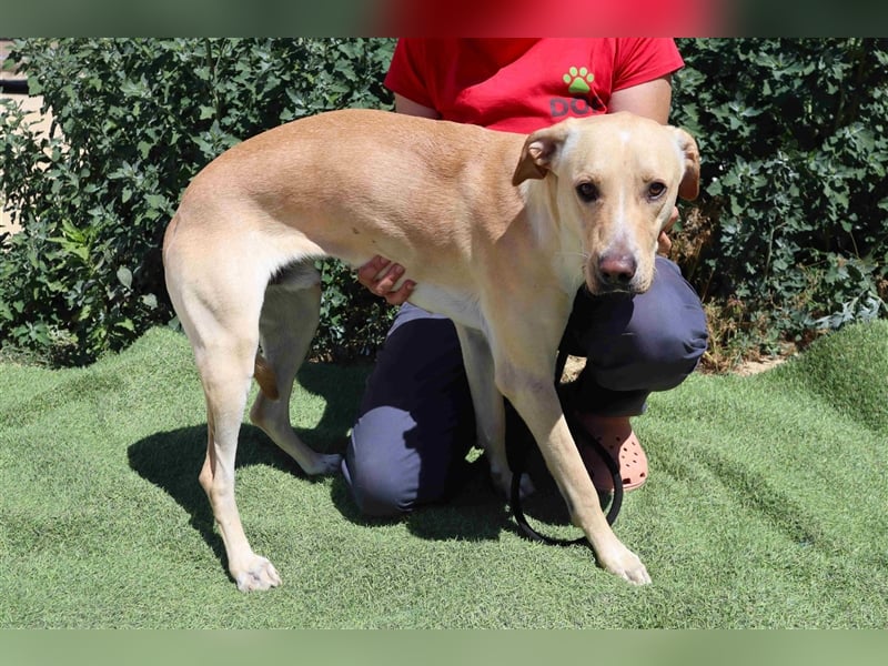 Erik, Labrador-Mix , lieb und verträglich