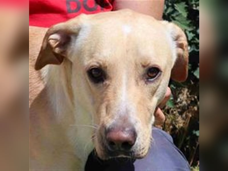 Erik, Labrador-Mix , lieb und verträglich