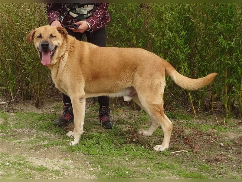 Lord, Mix Labrador / Rafeiro Alentejano, lieb und verträglich