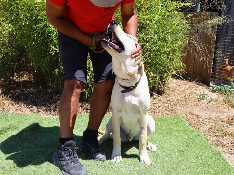 Dusty, Labrador-Mix, lieb und sozial