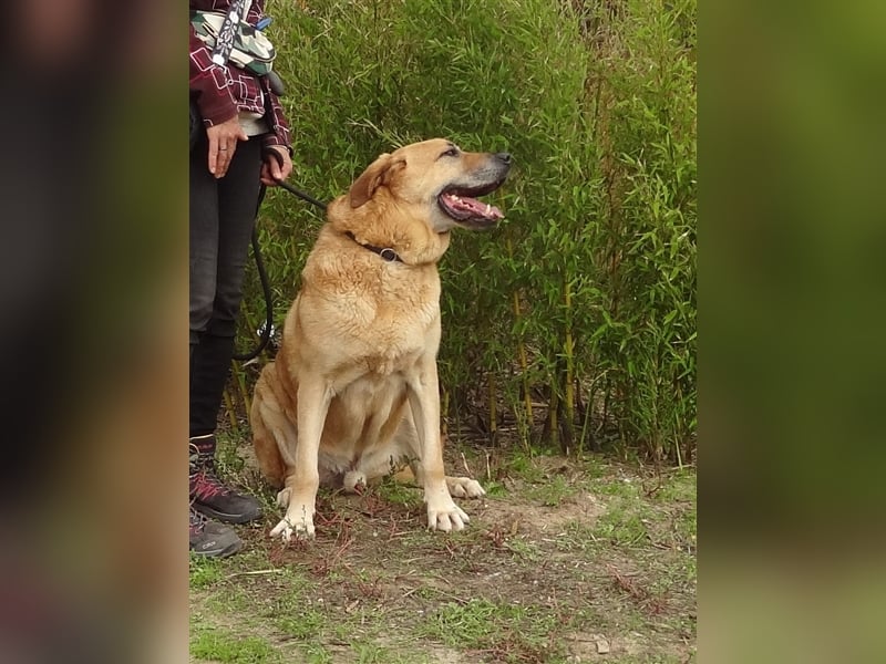Lord, Mix Labrador / Rafeiro Alentejano, lieb und verträglich