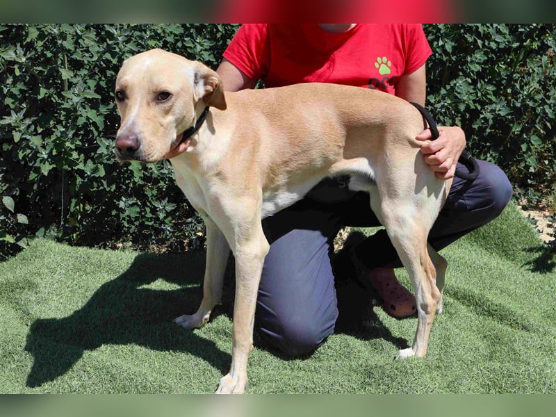 Erik, Labrador-Mix , lieb und verträglich