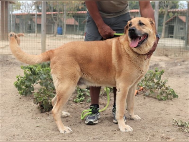 Lord, Mix Labrador / Rafeiro Alentejano, lieb und verträglich