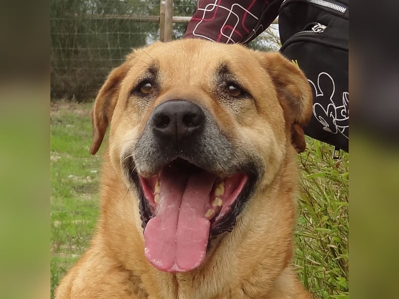 Lord, Mix Labrador / Rafeiro Alentejano, lieb und verträglich