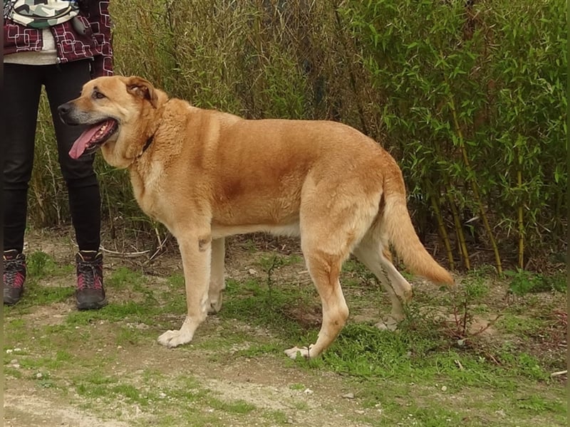 Lord, Mix Labrador / Rafeiro Alentejano, lieb und verträglich