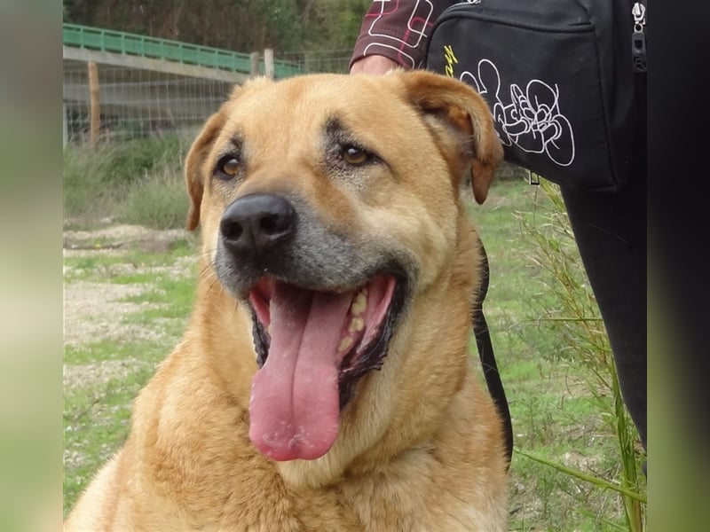 Lord, Mix Labrador / Rafeiro Alentejano, lieb und verträglich