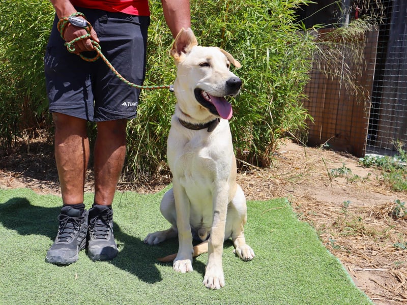 Dusty, Labrador-Mix, lieb und sozial