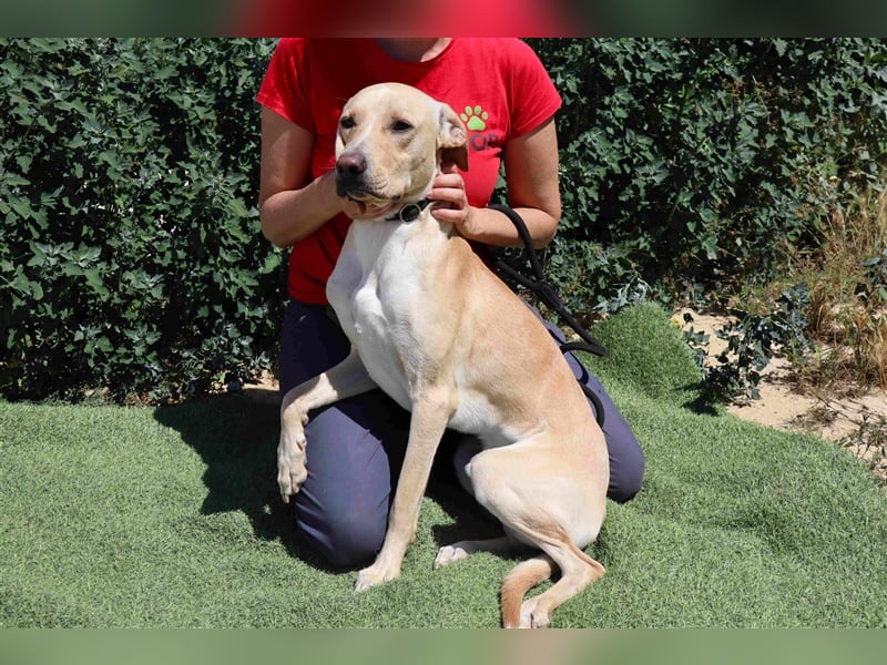 Erik, Labrador-Mix , lieb und verträglich
