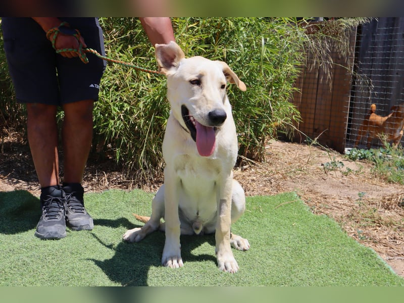 Dusty, Labrador-Mix, lieb und sozial