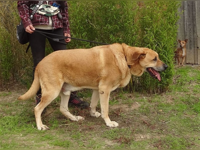 Lord, Mix Labrador / Rafeiro Alentejano, lieb und verträglich