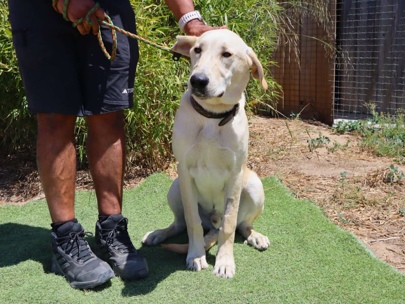 Dusty, Labrador-Mix, lieb und sozial