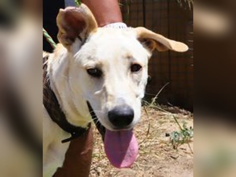 Dusty, Labrador-Mix, lieb und sozial