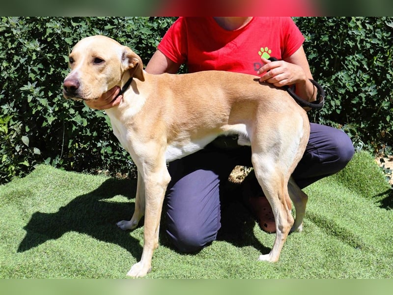 Erik, Labrador-Mix , lieb und verträglich