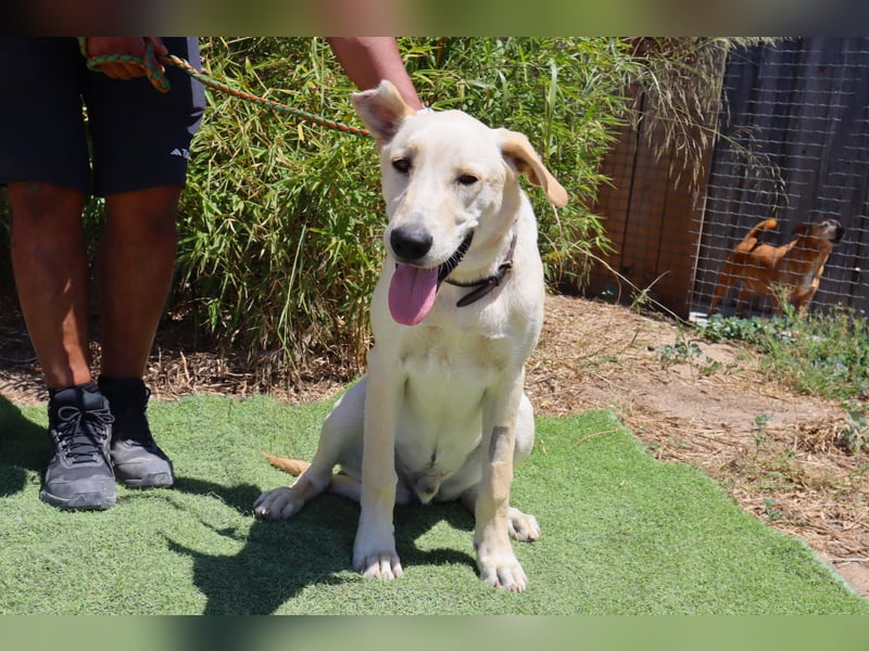 Dusty, Labrador-Mix, lieb und sozial