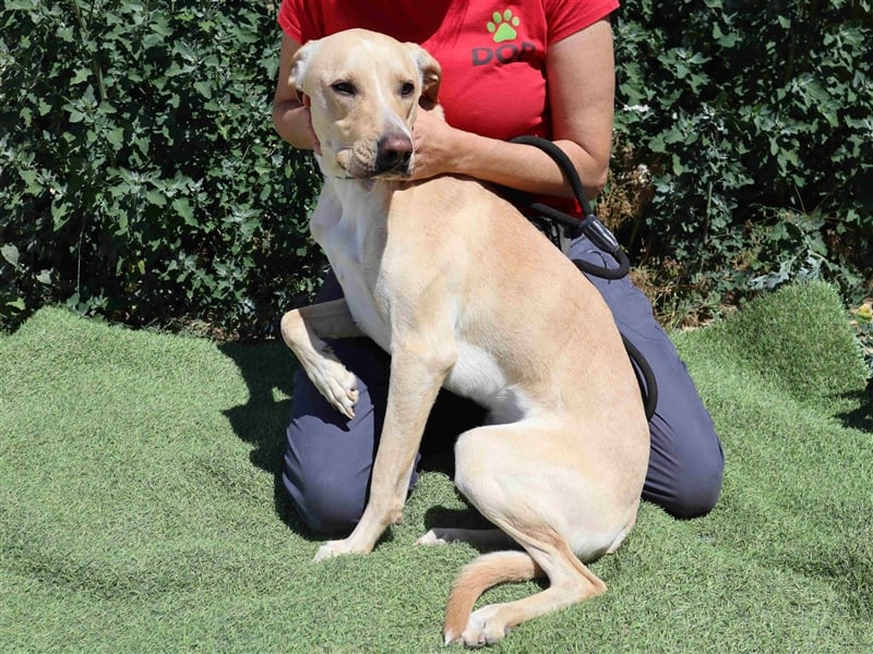 Erik, Labrador-Mix , lieb und verträglich