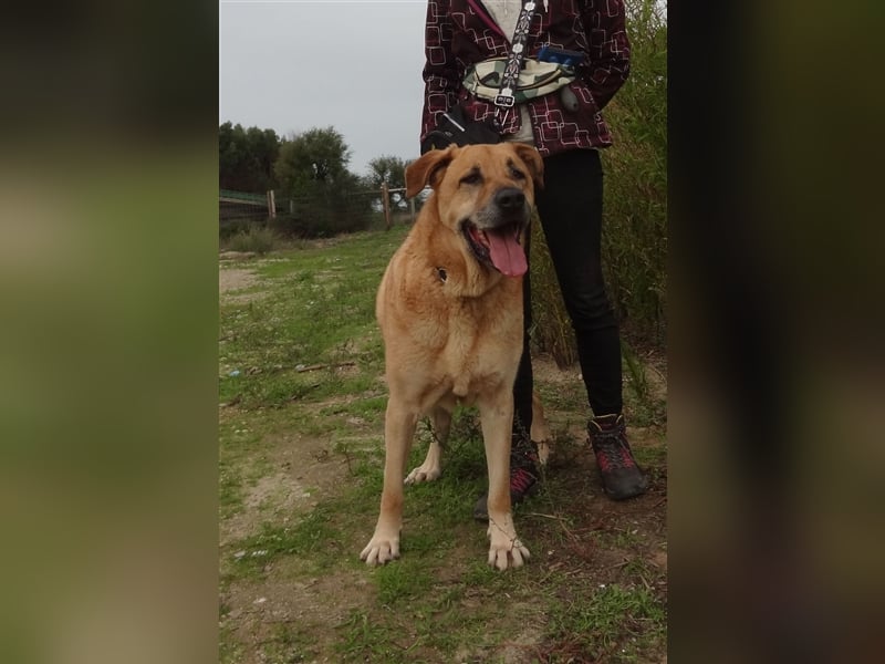 Lord, Mix Labrador / Rafeiro Alentejano, lieb und verträglich