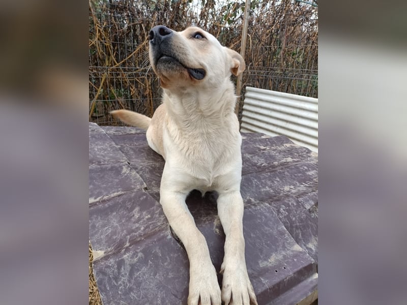 Cubulet - netter Junghund hat sein Zuhause verloren