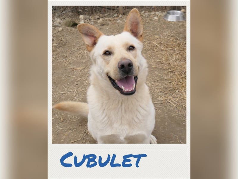 Cubulet - netter Junghund hat sein Zuhause verloren