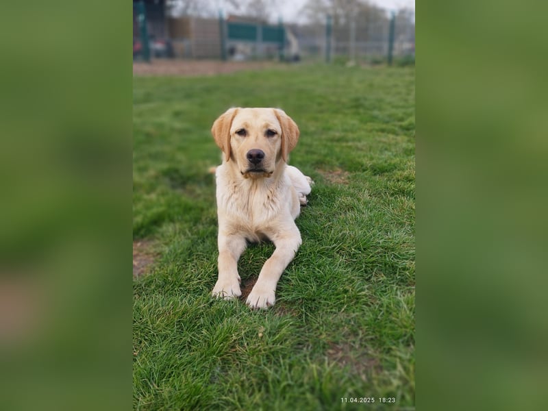 Liebevoller und kerngesunder Labrador Jungrüde in gelb sucht...