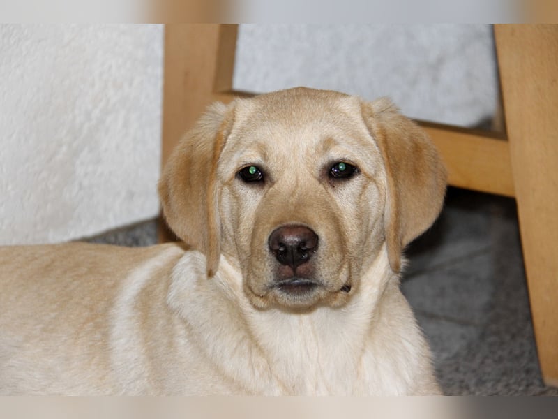 Liebevoller und kerngesunder Labrador Jungrüde in gelb sucht...