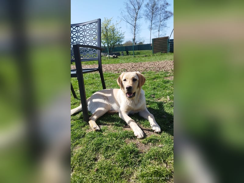 Liebevoller und kerngesunder Labrador Jungrüde in gelb sucht...