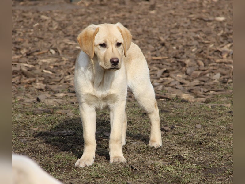 Liebevoller und kerngesunder Labrador Jungrüde in gelb sucht...
