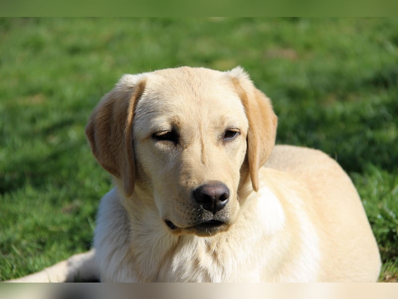 Liebevoller und kerngesunder Labrador Jungrüde in gelb sucht...
