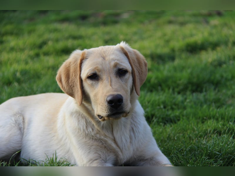 Liebevoller und kerngesunder Labrador Jungrüde in gelb sucht...