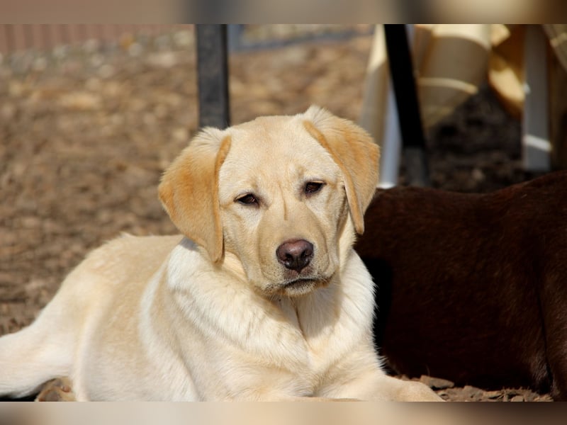 Liebevoller und kerngesunder Labrador Jungrüde in gelb sucht...