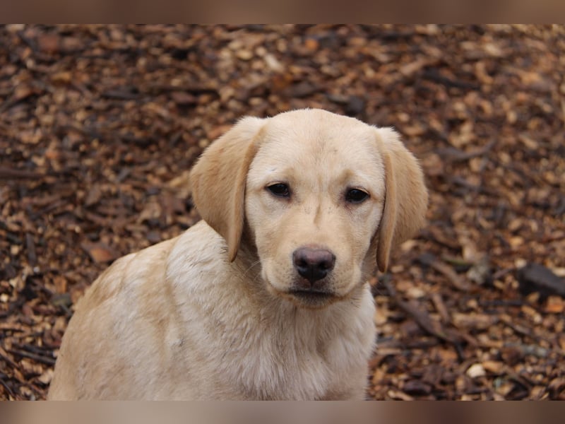 Liebevoller und kerngesunder Labrador Jungrüde in gelb sucht...