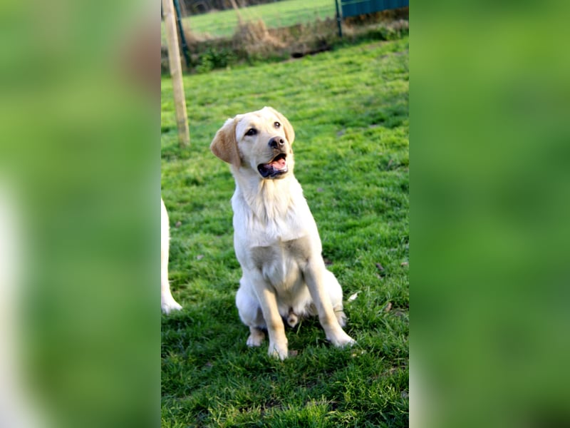 Liebevoller und kerngesunder Labrador Jungrüde in gelb sucht...