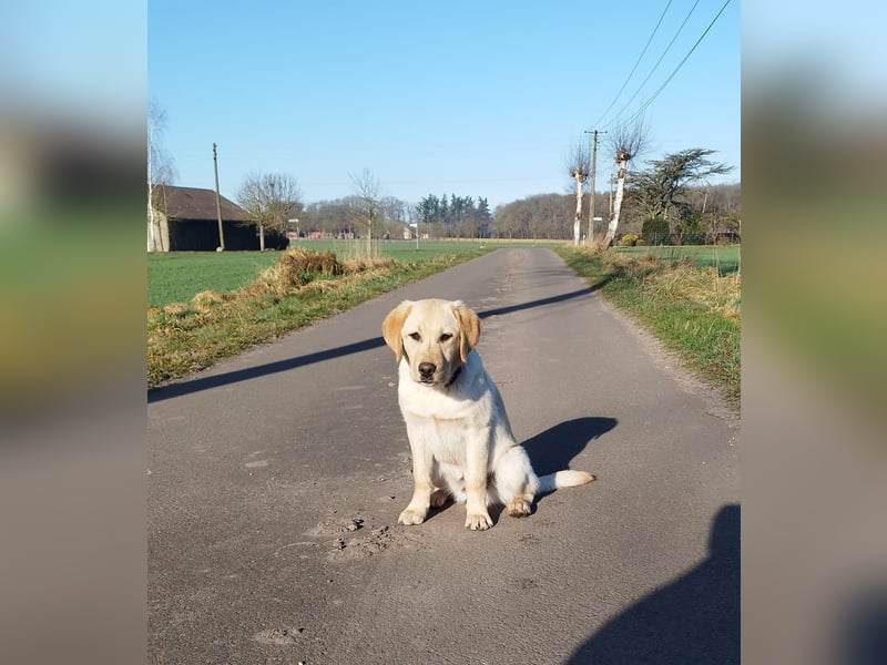 Liebevoller und kerngesunder Labrador Jungrüde in gelb sucht...